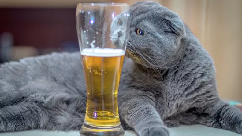 Пьет и не пьянеет. Ученые выяснили, кто легче всего переносит алкоголь ...