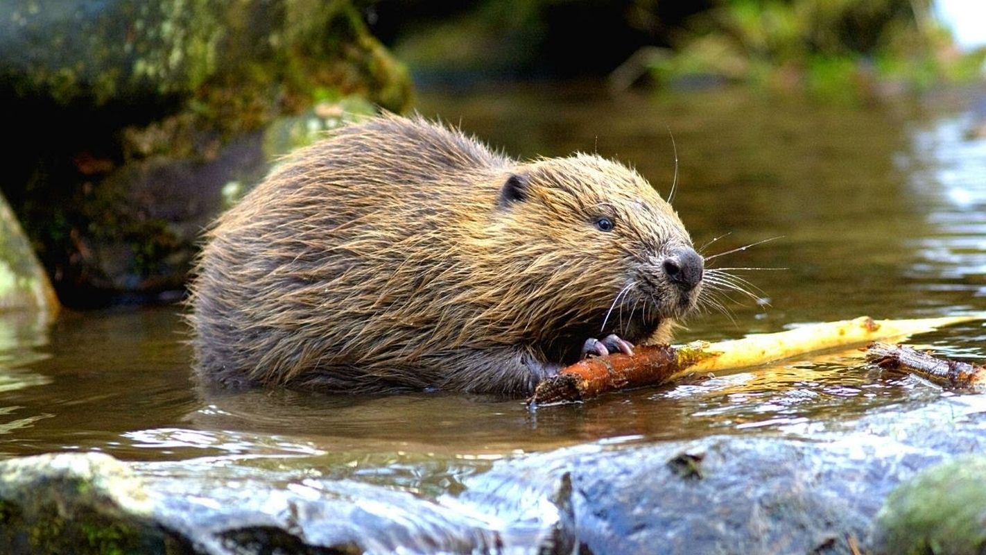 Бобер это. Канадский Бобр (Castor canadensis). Бобр обыкновенный – Castor Fiber. Речной Бобр. Западносибирский Речной Бобр.