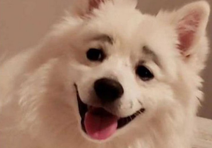 Девочка, добравшаяся до косметички, превратила собаку в звезду Сетей (ВИДЕО)