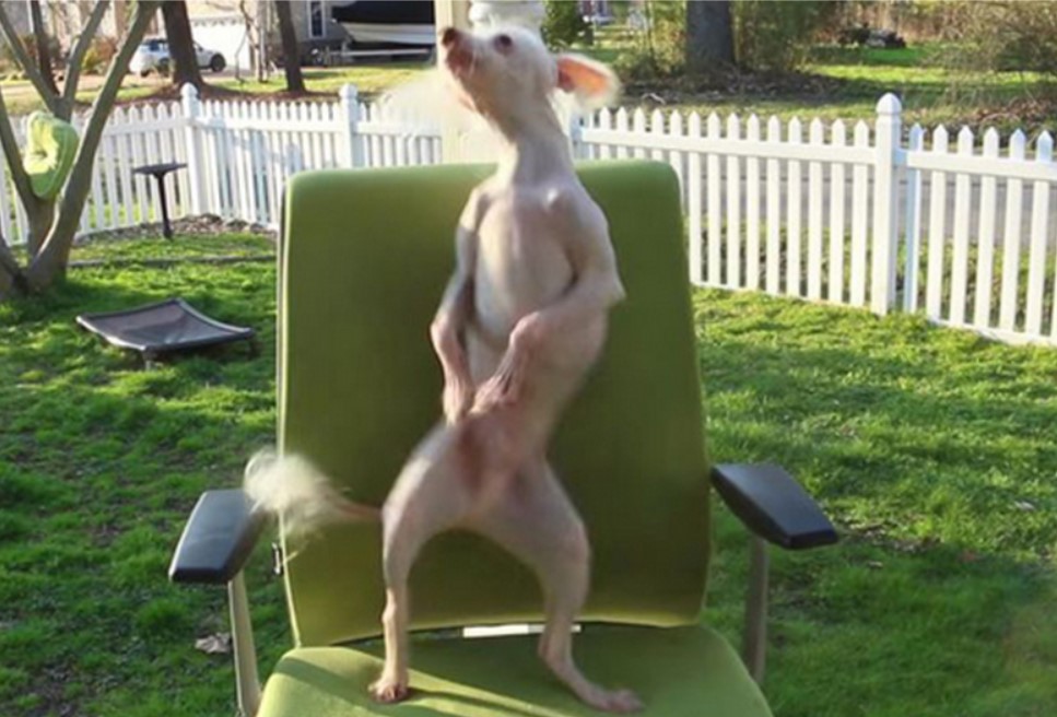 Собака позабавила энергичным танцем на стуле (ВИДЕО)