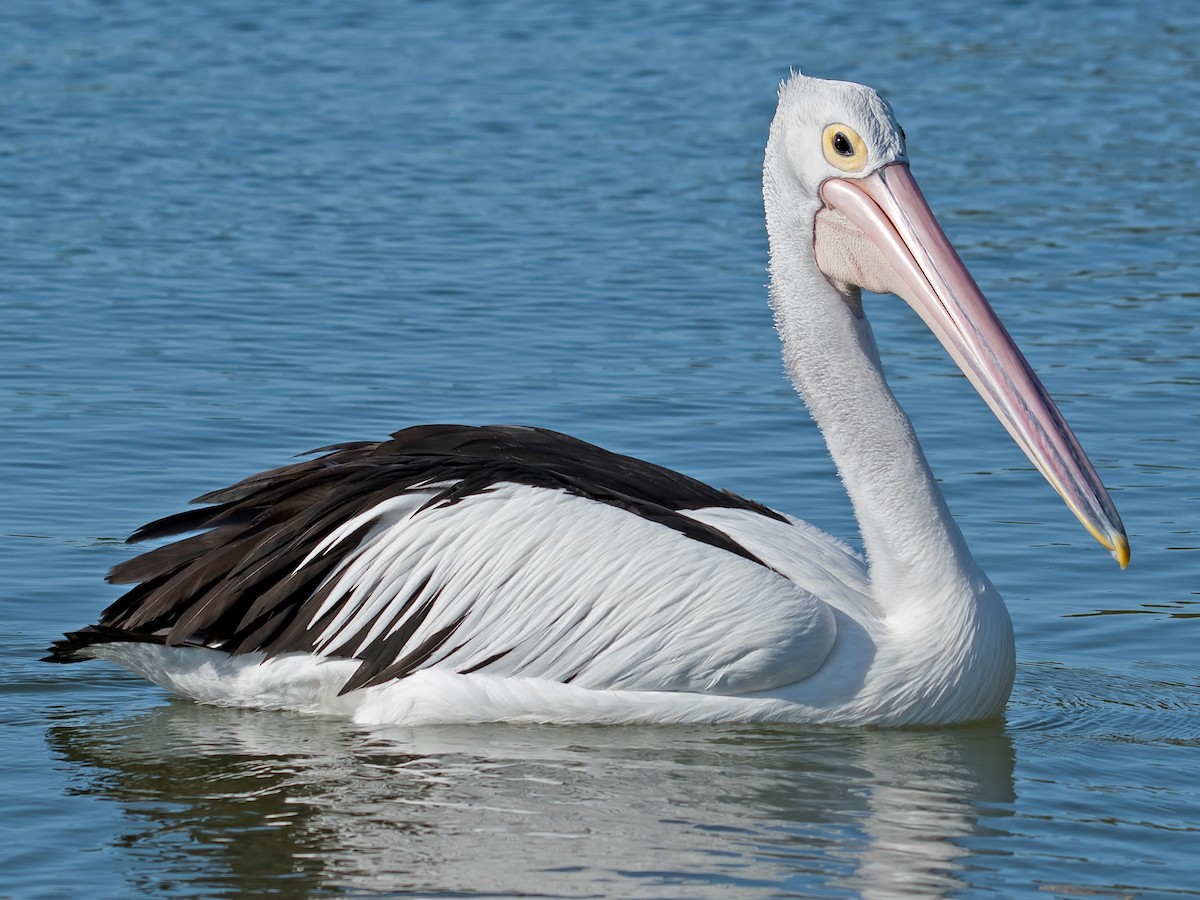 Проглот-пеликан стал героем фотожаб (ФОТО)