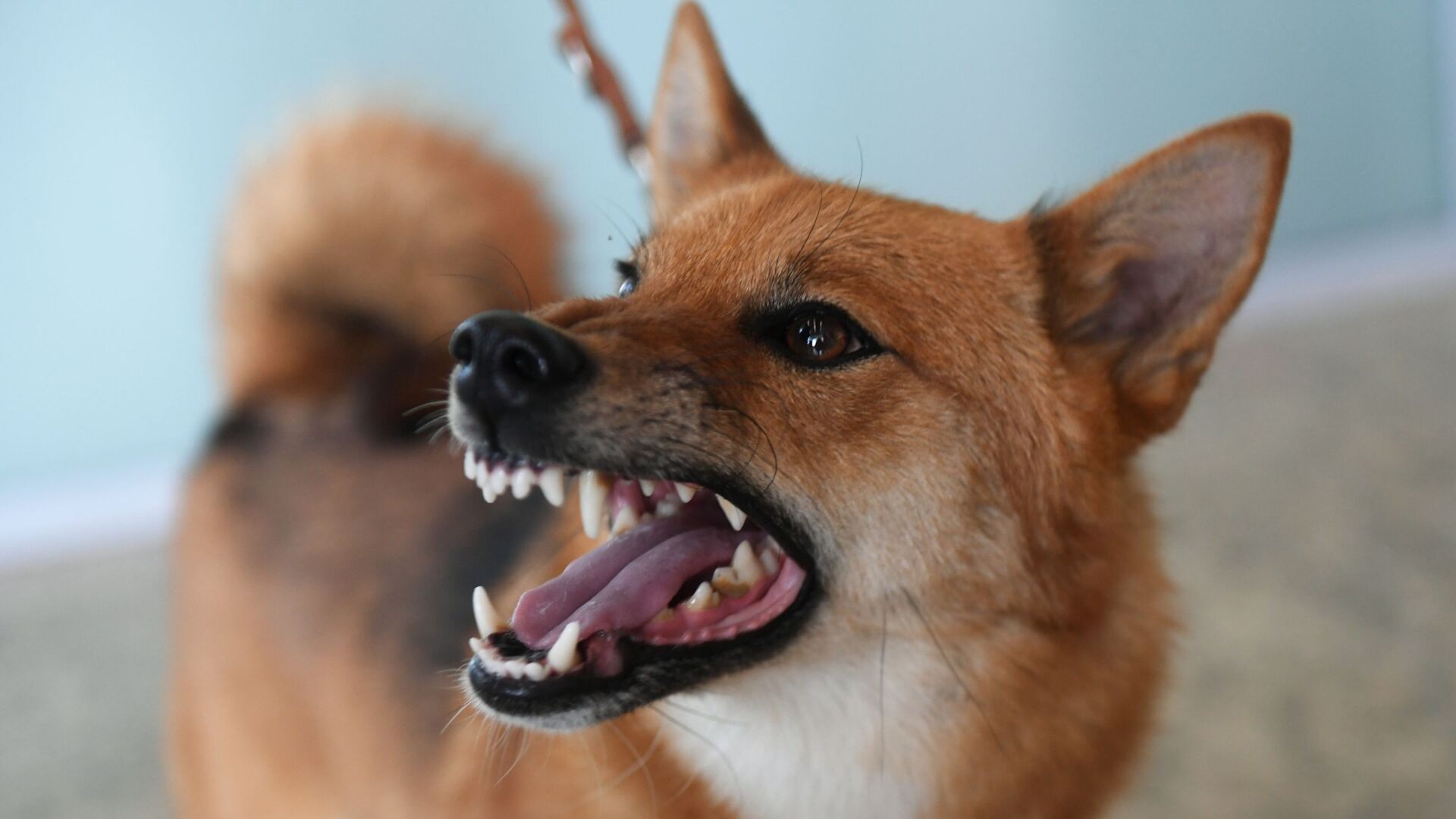 Користувачі Мережі знайшли пса з «обличчям людини» (ФОТО)