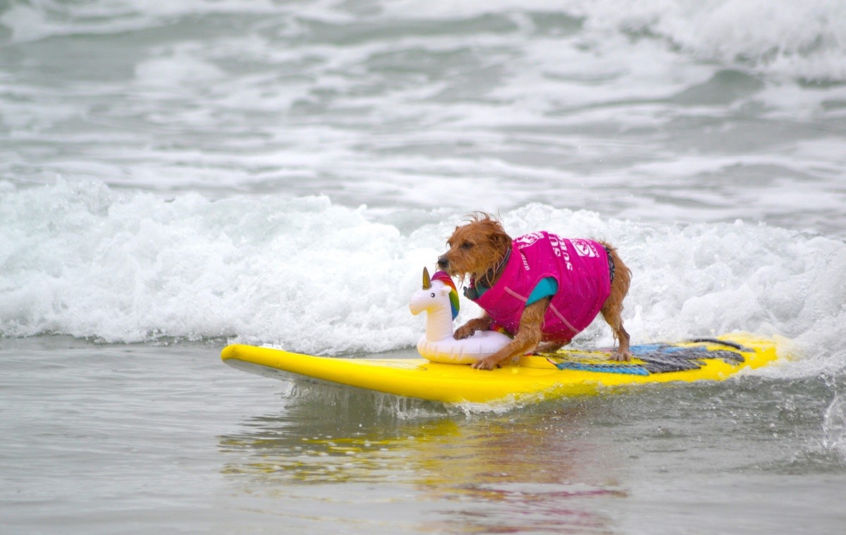 Ізраїльський пес-серфінгіст прославився на весь світ (ВІДЕО)