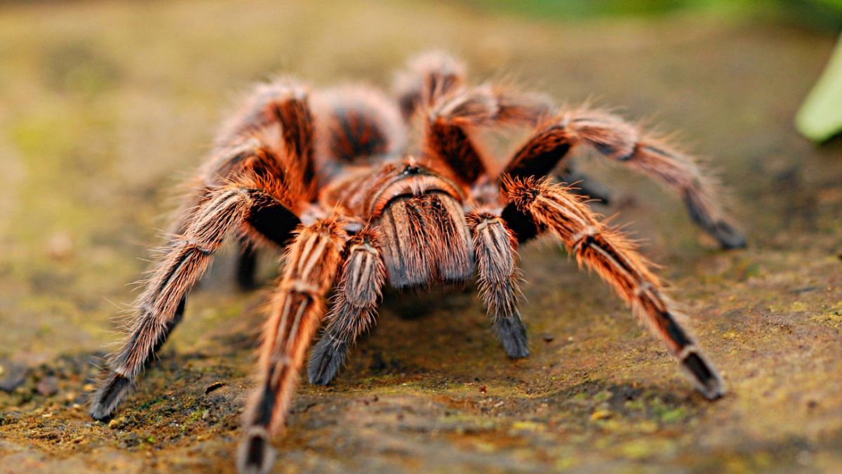 Великий павук потрапив у прямий ефір у Великій Британії (відео)