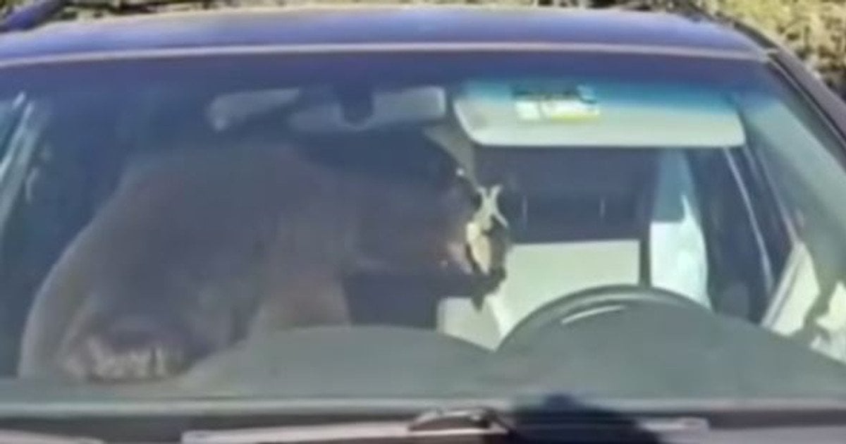 Ведмідь застряг у позашляховику і всю ніч сигналив — відео