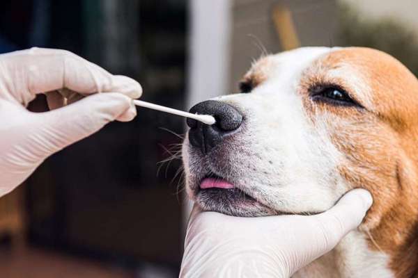 Ветеринарные экспресс тесты: отличия, возможности применения