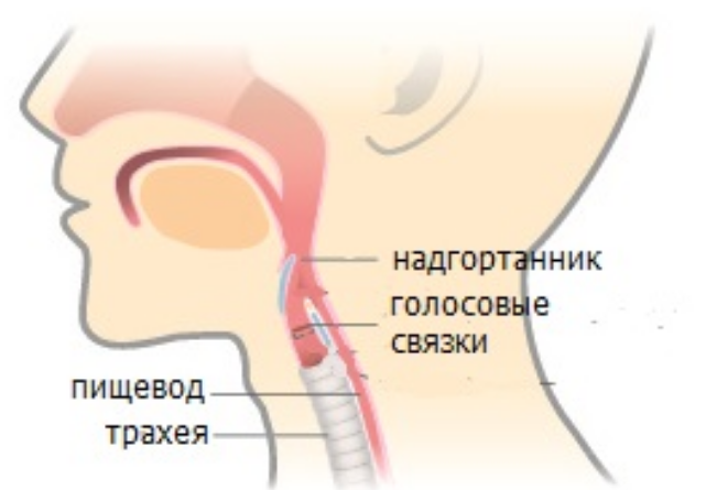 Причина икоты у взрослого мужчины. Физиология икоты. Икание причина. Brjf. Почему человек икает.