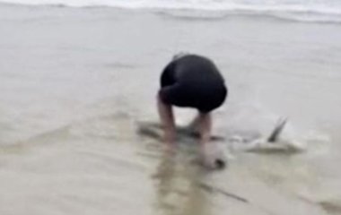 Серфер не побоялся взять на руки акулу, чтобы отнести её в воду (ВИДЕО)
