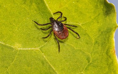 Кліщі та хвороба Лайма: що це таке та коли треба бігти до лікаря