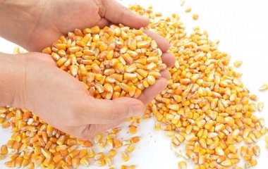 Чому лікарі рекомендують кожному з'їдати по дві тарілки кукурудзяної каші на тиждень