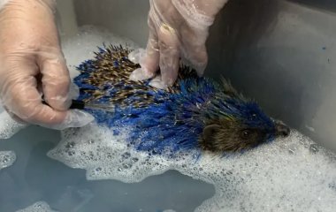 Їжака розфарбували в кольори футбольного клубу: тварина опинилася за крок від смерті