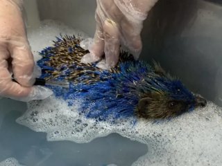 Їжака розфарбували в кольори футбольного клубу: тварина опинилася за крок від смерті