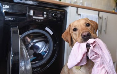 Песик решил помочь хозяйке с стиркой, но что-то пошло не так