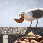 Вызывающая чайка решила «отдохнуть» на голове у моряка (ВИДЕО)