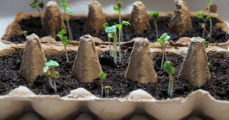 Посадіть ці овочі вже у березні, щоб отримати ранній урожай: список