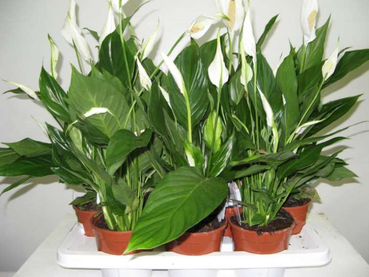 7 комнатных растений, которые эффективно увлажняют воздух