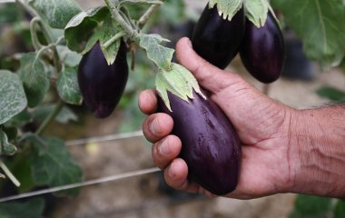 Целебные свойства баклажанов, кому нельзя есть синенькие