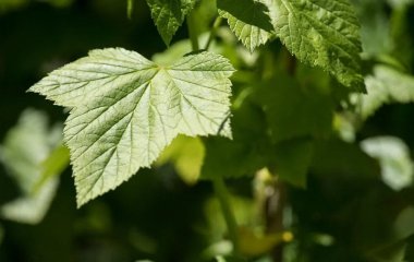 Які підготувати смородину до зими, чим підгодувати восени: правильний вибір для гарного врожаю