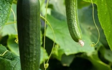Дачники назвали раствор, который спасет огурцы от пересыхания