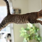 Неожиданный джампинг: в медцентре ветеранов США произошел сбой в системе из-за прыжков кота