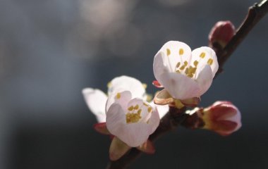 Як захистити абрикоси від весняних заморозків: корисні поради