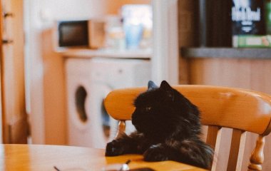 Як назавжди відучити кота просити їжу вночі: п’ять секретів, які працюють у всіх