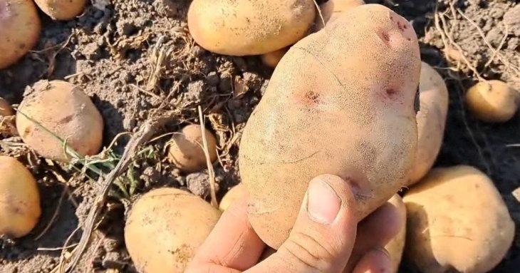 Коли вигідніше купувати картоплю на зиму та які сорти краще зберігаються