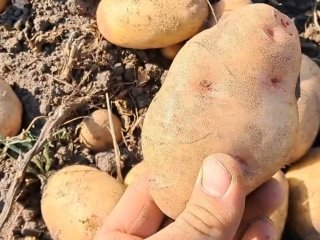 Коли вигідніше купувати картоплю на зиму та які сорти краще зберігаються