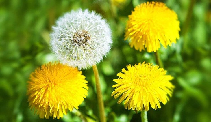 Звичайна кульбаба допоможе прибрати мішки під очима: лайфхаки краси
