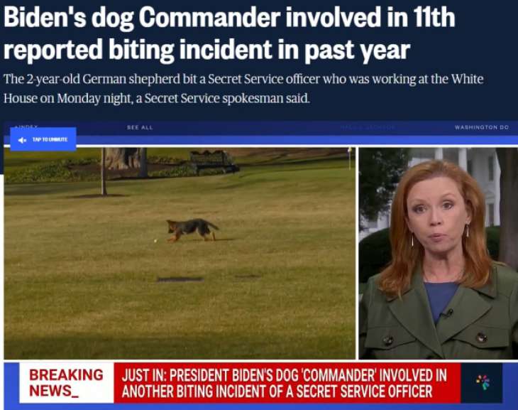 Двухлетняя немецкая овчарка президента США Джо Байдена по прозвищу Командер укусила сотрудницу секретной службы США, работающей в президентской охране. 
