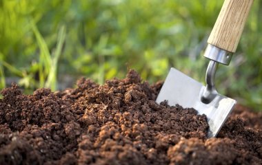 Добрива можуть знищити врожай: скільки їх потрібно вносити насправді