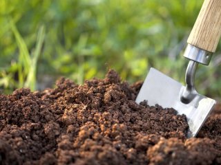 Добрива можуть знищити врожай: скільки їх потрібно вносити насправді