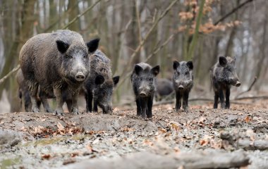 На пляжі в Іспанії туристів грабують дикі кабани (кумедне відео)