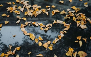 Що потрібно зробити на ділянці в листопаді: шість важливих справ, щоб підготуватися до зими