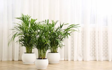 Позаботьтесь о правильном поливе: Как спасти комнатную пальму, у которой сохнут листья
