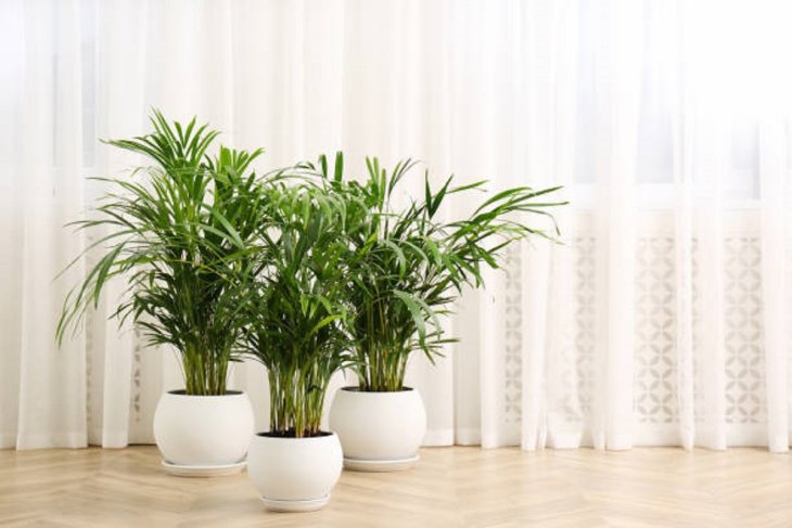Позаботьтесь о правильном поливе: Как спасти комнатную пальму, у которой сохнут листья