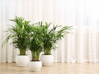Подбайте про правильне поливання: Як врятувати кімнатну пальму, у якої сохне листя