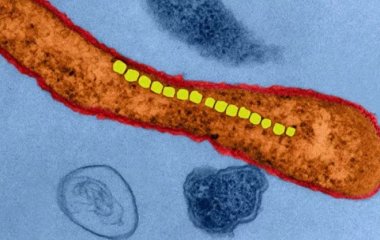 Вчені запропонували лікувати рак за допомогою магнітних бактерій