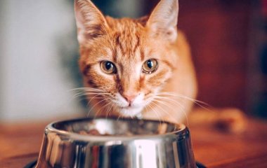 Чи можна годувати котів і собак лише сухим кормом: що кажуть ветеринари