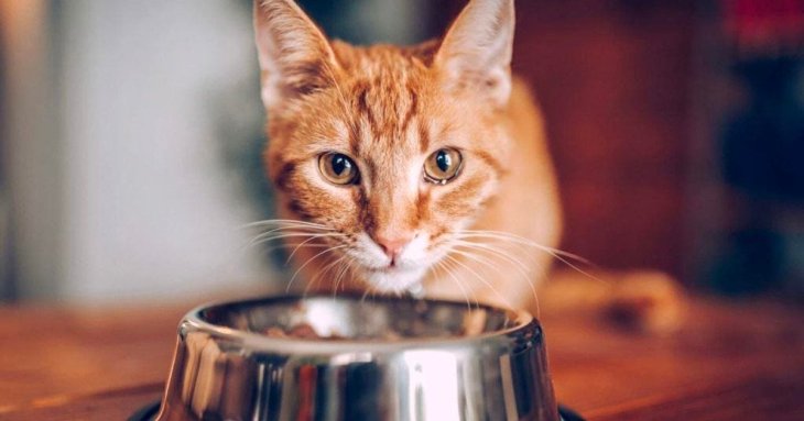 Чи можна годувати котів і собак лише сухим кормом: що кажуть ветеринари