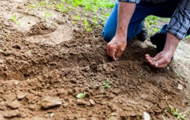 Коли сіяти та садити – яка має бути температура ґрунту й повітря, щоб можна було розпочинати посів