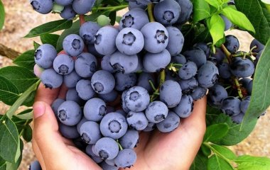 Вчені назвали найкориснішу для серця ягоду