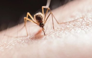 Як позбутися сверблячки після укусу комара