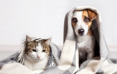 Как правильно выбрать уютный и качественный плед: 3 совета