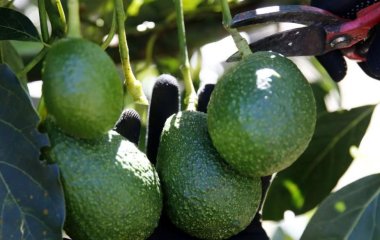 Кардіолог назвала корисні для здоров'я серця продукти