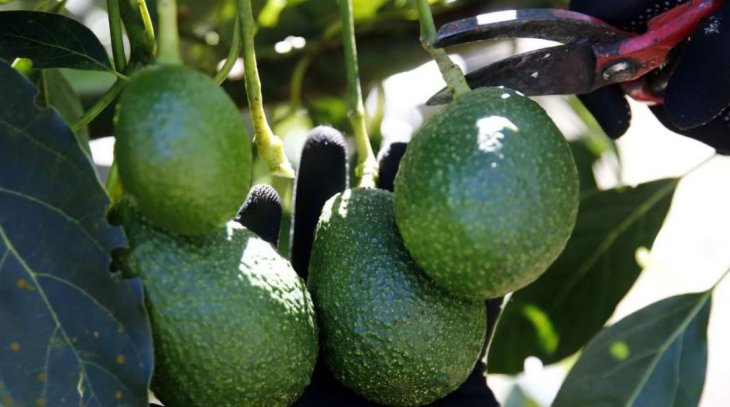 Кардіолог назвала корисні для здоров'я серця продукти