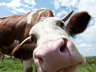 Корова прокатилась на мотоцикле и покорила Сеть (ВИДЕО)