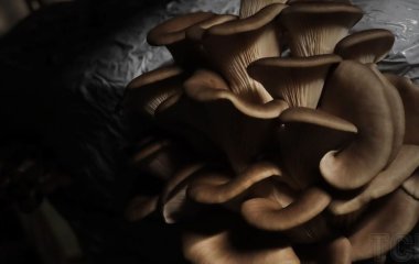 Лікарів шокував висип на спині жінки, схожий на сліди від батога: причиною стали популярні гриби