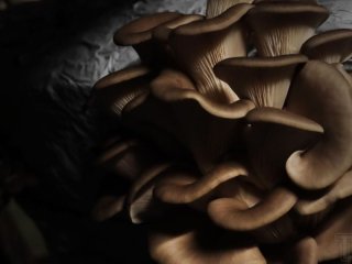 Лікарів шокував висип на спині жінки, схожий на сліди від батога: причиною стали популярні гриби