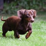 Сеть покорила подружившаяся с бенгальским котом такса (ФОТО)